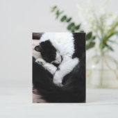 Tuxedo Cat Kitty Cats Black en White Caturday Briefkaart (Staand voorkant)