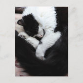 Tuxedo Cat Kitty Cats Black en White Caturday Briefkaart (Voorkant)