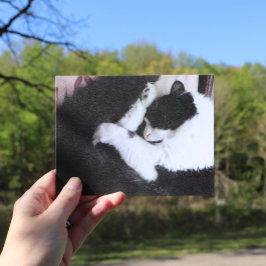 Tuxedo Cat Kitty Cats Black en White Caturday Briefkaart