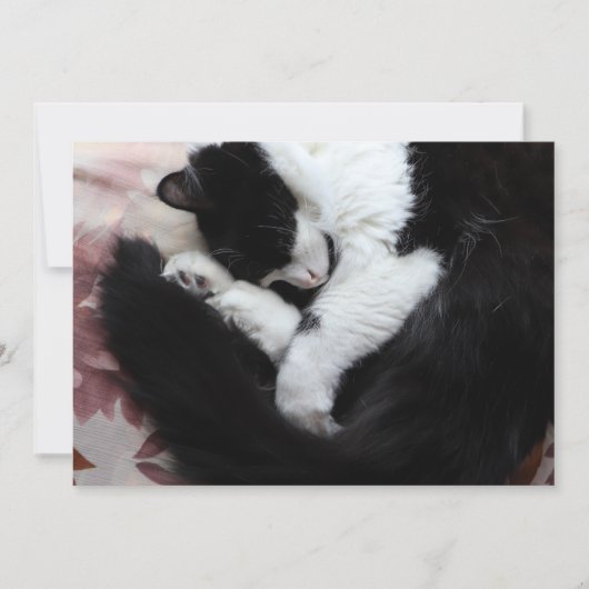 Tuxedo Cat Kitty Cats Black en White Caturday Feestdagenkaart (Voorkant)