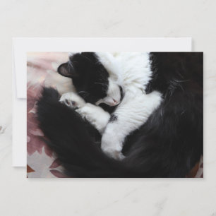Tuxedo Cat Kitty Cats Black en White Caturday Feestdagenkaart