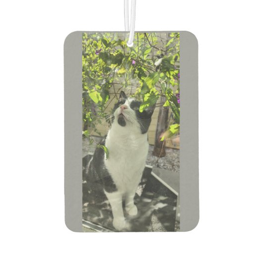 Tuxedo Cat Luchtverfrisser (Achterkant)