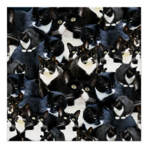 Tuxedo Cat Madness Perfect Poster