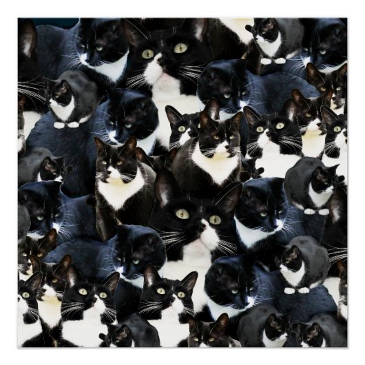 Tuxedo Cat Madness Perfect Poster (Voorkant)