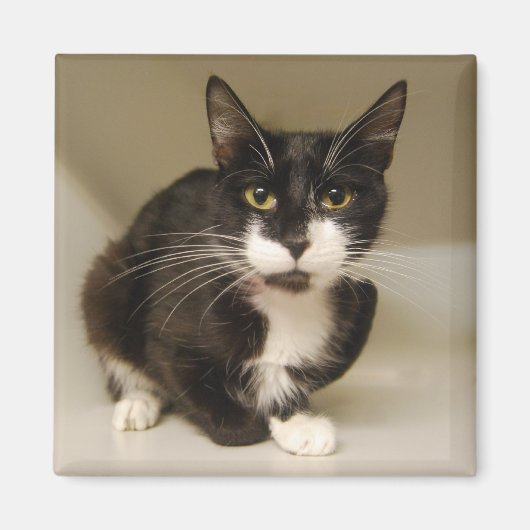 Tuxedo Cat Magnet (Voorkant)