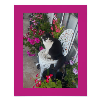 Tuxedo Cat Maroon Dark Pink Cats and Flowers Perfect Poster