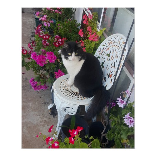 Tuxedo Cat Maroon Dark Pink Cats and Flowers Perfect Poster (Voorkant)