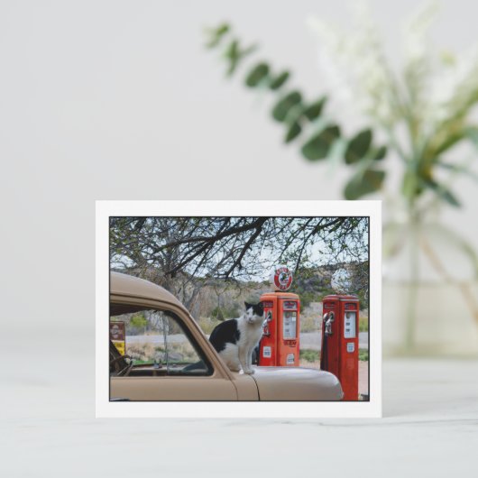 Tuxedo Cat, Museum van het poststation New Mexico  Briefkaart (Staand voorkant)