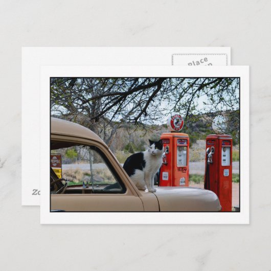 Tuxedo Cat, Museum van het poststation New Mexico  Briefkaart (Voorkant / Achterkant)