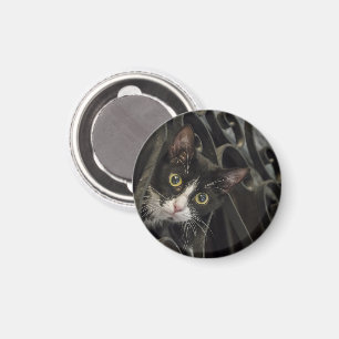 Tuxedo Cat Pieken door de droogte ijzeren omheinin Magneet