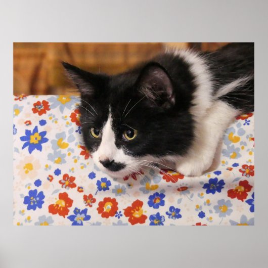 Tuxedo Cat Poster (Voorkant)