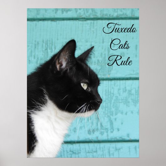 Tuxedo Cat Profile on Blauwgroen Poster (Voorkant)