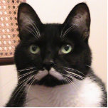 Tuxedo Cat Staand Fotobeeldje<br><div class="desc">Tuxedo-katten zijn elk uniek. Dit is een foto van mijn tuxedo-personage, die ik wilde delen. Ik voelde dat hij er goed uitzag als een magent of fotosculptuur om met andere tuxedo kattenfans te delen! Veel plezier.</div>