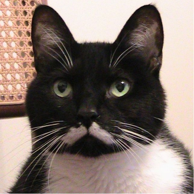 Tuxedo Cat Staand Fotobeeldje (Voorkant)