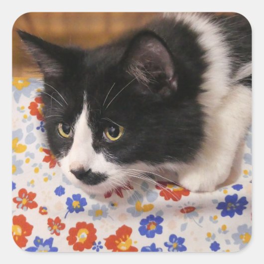 Tuxedo Cat Vierkante Sticker (Voorkant)