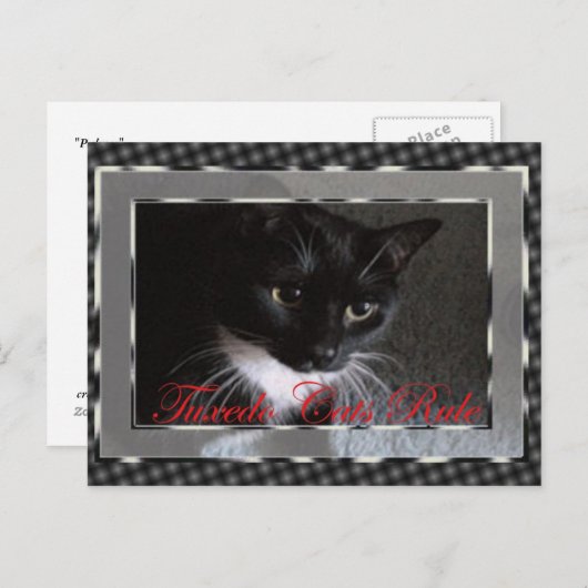 Tuxedo Cats Rule Briefkaart (Voorkant / Achterkant)