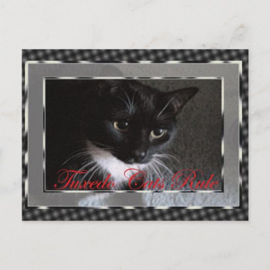 Tuxedo Cats Rule Briefkaart (Voorkant)