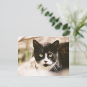 Tuxedo Feral Cat-uitnodigingen Kaart (Staand voorkant)