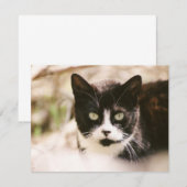 Tuxedo Feral Cat-uitnodigingen Kaart (Voorkant / Achterkant)