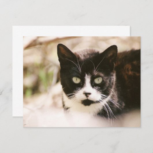 Tuxedo Feral Cat-uitnodigingen Kaart (Voorkant / Achterkant)