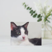 Tuxedo-kat Briefkaart (Staand voorkant)