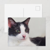Tuxedo-kat Briefkaart (Voorkant / Achterkant)