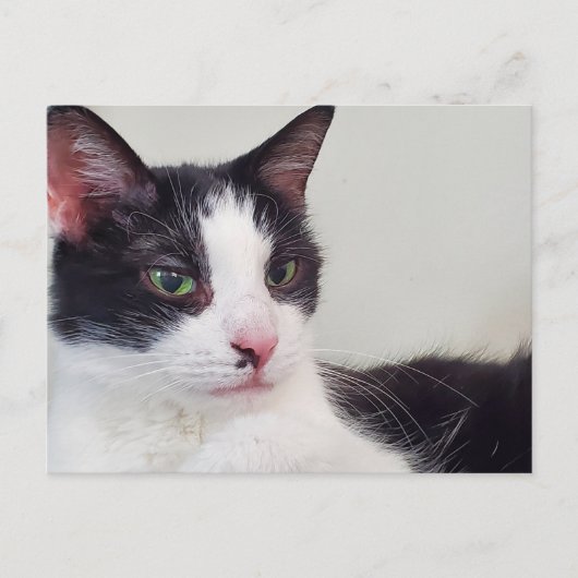 Tuxedo-kat Briefkaart (Voorkant)