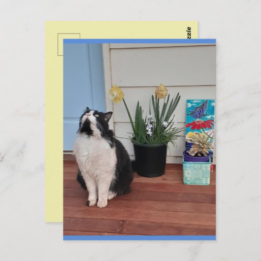 Tuxedo Kat Cute met Mooie Bloemen Blauwe Ansichtka Briefkaart (Voorkant / Achterkant)