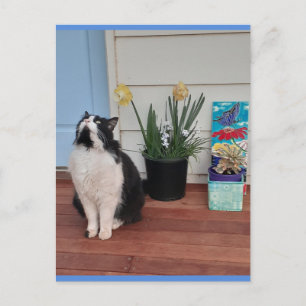 Tuxedo Kat Cute met Mooie Bloemen Blauwe Briefkaar Briefkaart