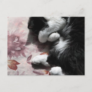Tuxedo Kat Kunst Cute Roze Neus Kitten Katten Kuns Briefkaart