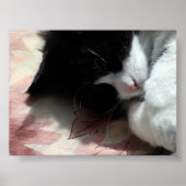 Tuxedo Kat Kunst Schattig Roze Neus Kitty Katten A Poster (Voorkant)