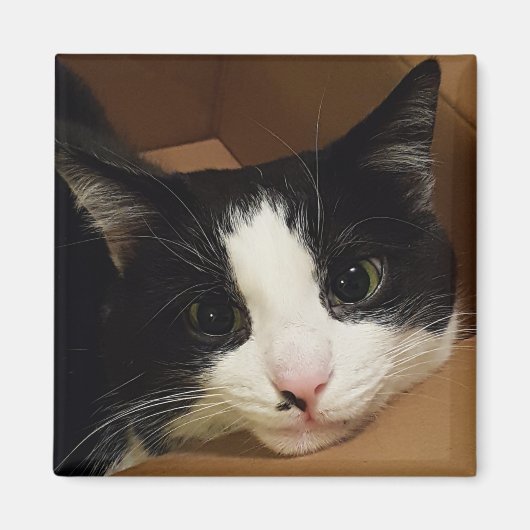 Tuxedo kat magneet (Voorkant)
