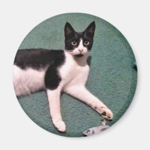 Tuxedo Kat Magnet