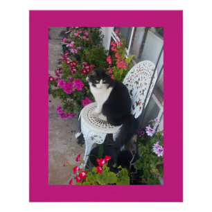 Tuxedo Kat Maroon Donker Roze Katten en Bloemen Perfect Poster