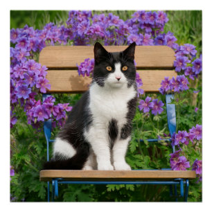 Tuxedo-kat op een tuinstoel met bloemen perfect poster