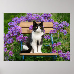 Tuxedo-kat op een tuinstoel met bloemen poster