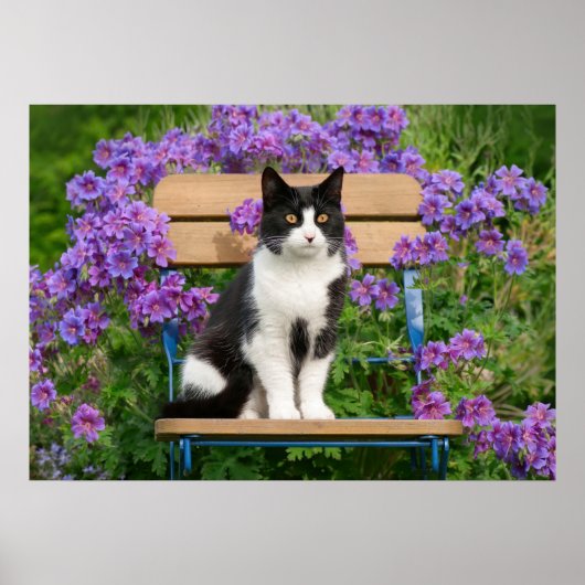 Tuxedo-kat op een tuinstoel met bloemen poster (Voorkant)