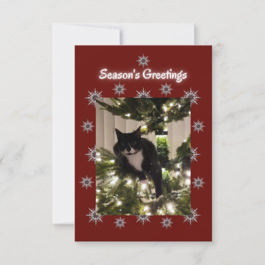 Tuxedo-kat speelt op een kerstboom. (Voorkant)