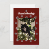 Tuxedo-kat speelt op een kerstboom. (Voorkant / Achterkant)