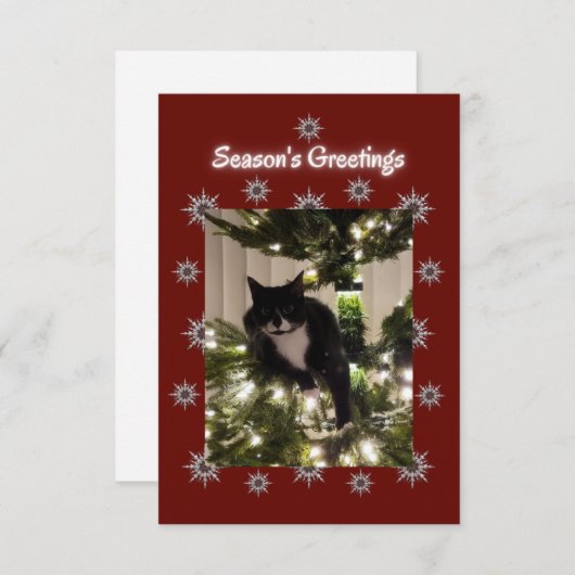 Tuxedo-kat speelt op een kerstboom. (Voorkant / Achterkant)