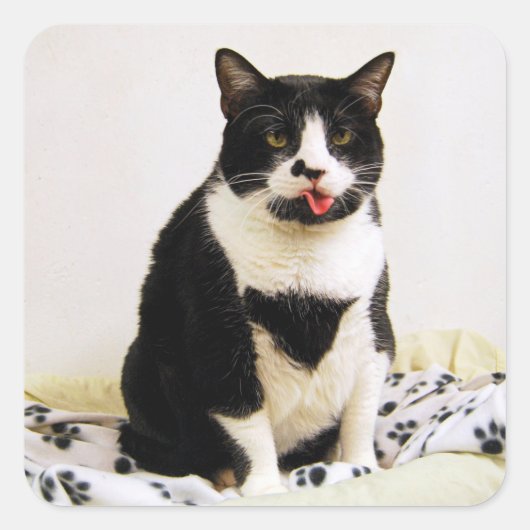 Tuxedo kat steekt uit haar tong vierkante sticker (Voorkant)
