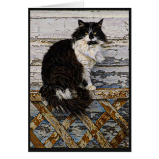 Tuxedo-kat voor witte en zwarte lange haarstaart o