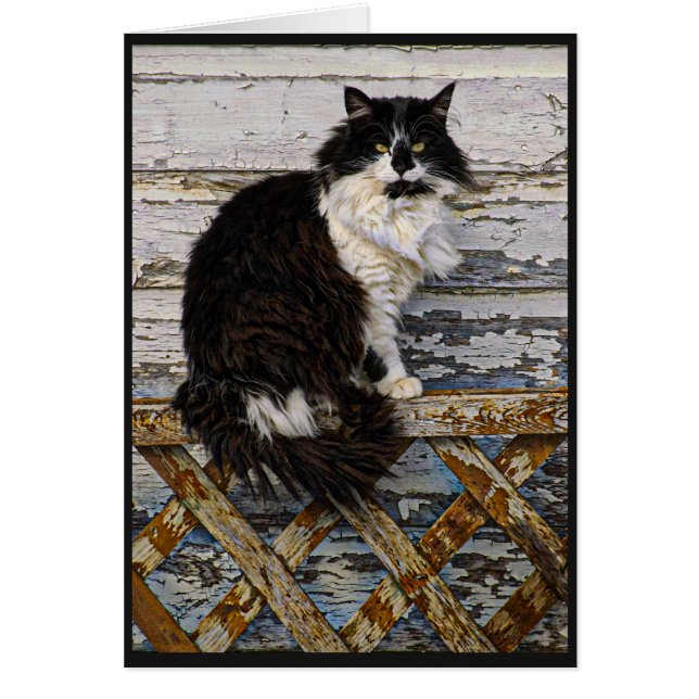 Tuxedo-kat voor witte en zwarte lange haarstaart o (Voorkant)