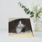 Tuxedo kitten briefkaart (Staand voorkant)