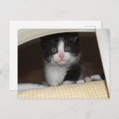 Tuxedo kitten briefkaart (Voorkant / Achterkant)