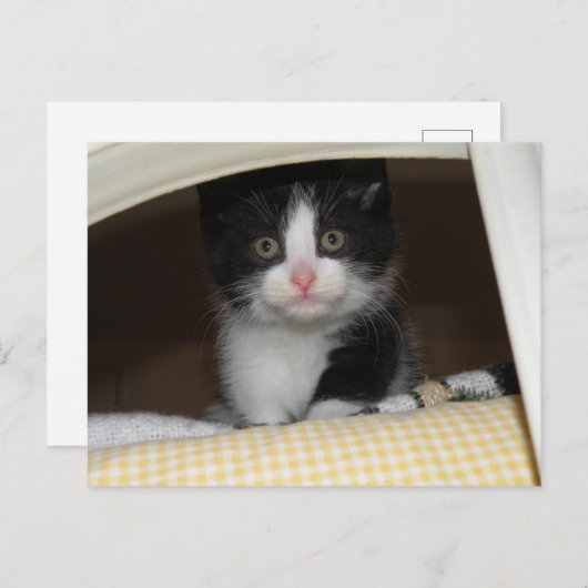 Tuxedo kitten briefkaart (Voorkant / Achterkant)