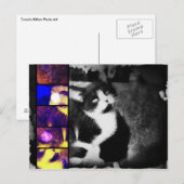 Tuxedo Kitten Briefkaart voor fotokunst (Voorkant / Achterkant)