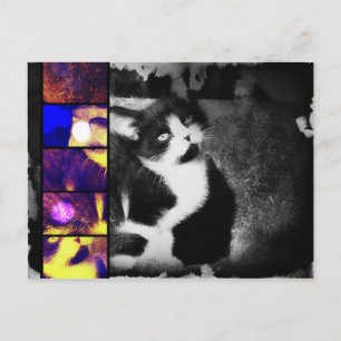 Tuxedo Kitten Briefkaart voor fotokunst