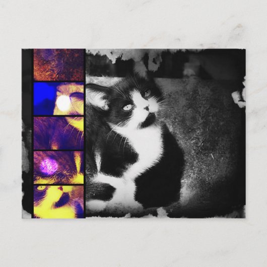 Tuxedo Kitten Briefkaart voor fotokunst (Voorkant)