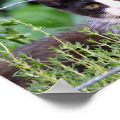 Tuxedo Kitten in de tuin Poster (Hoek)